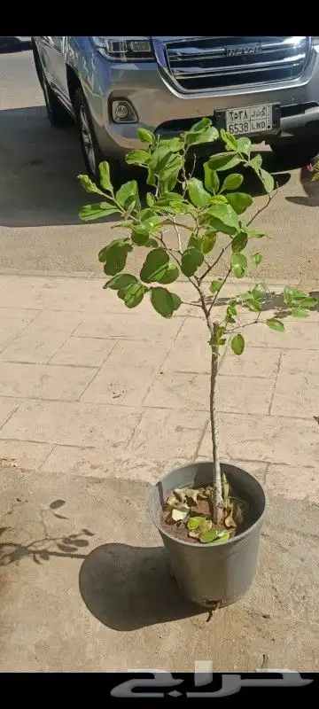 شتلات سدر باكستاني 0