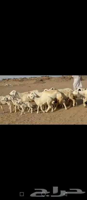 ما شاء الله وتبارك الله أعرض لكم غنم حريات خلفات 12