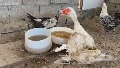 زوج بط مصري 0