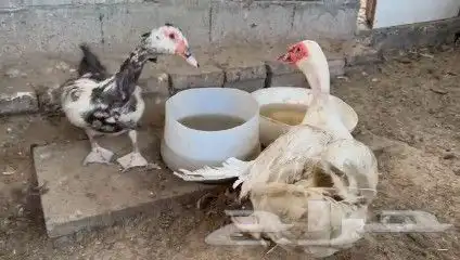 زوج بط مصري 2