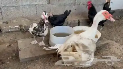 زوج بط مصري 1