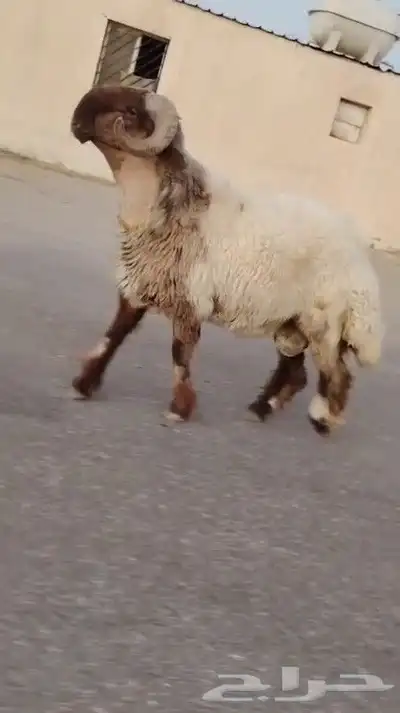 ثني نعيمي صنف فاخر للبيع 1