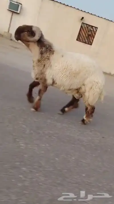 ثني نعيمي صنف فاخر للبيع 2