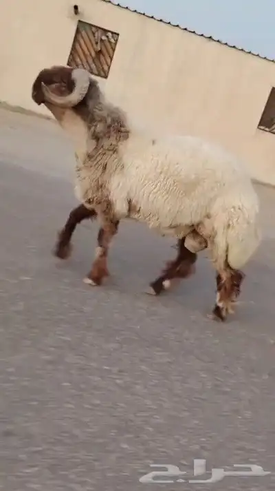 ثني نعيمي صنف فاخر للبيع 0