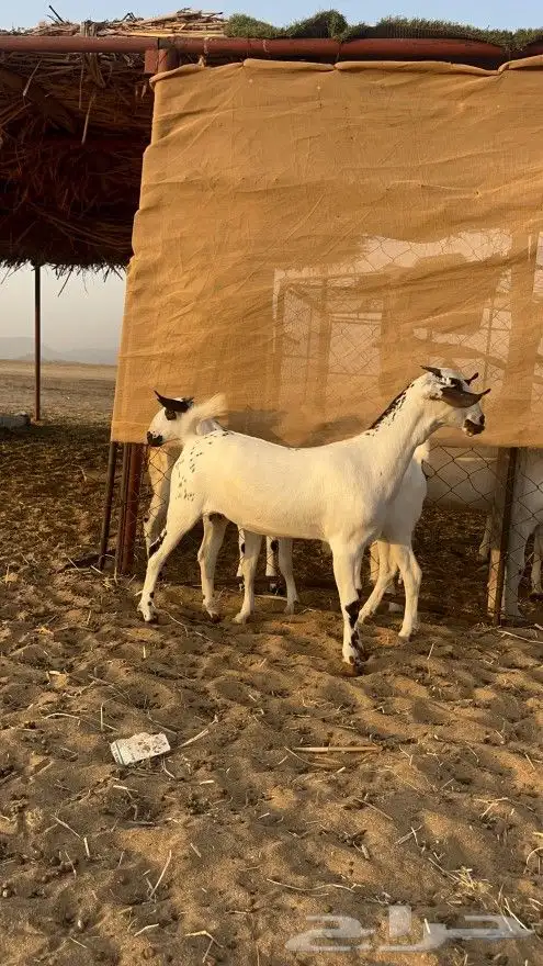 معزا بيشيه صنف الصنف 1