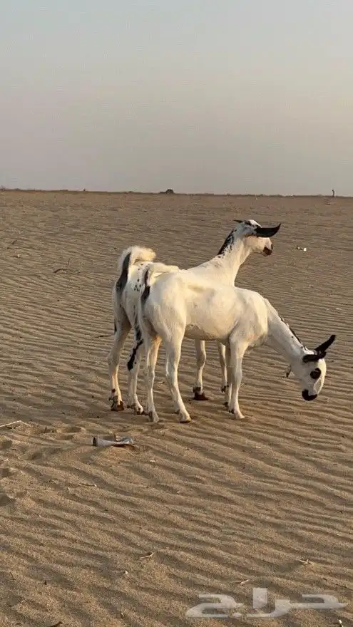 معزا بيشيه صنف الصنف 0