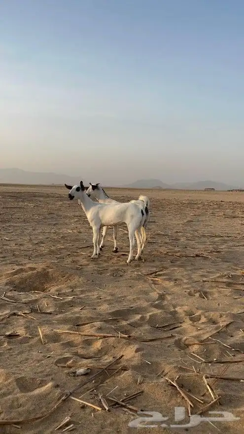 معزا بيشيه صنف الصنف 3