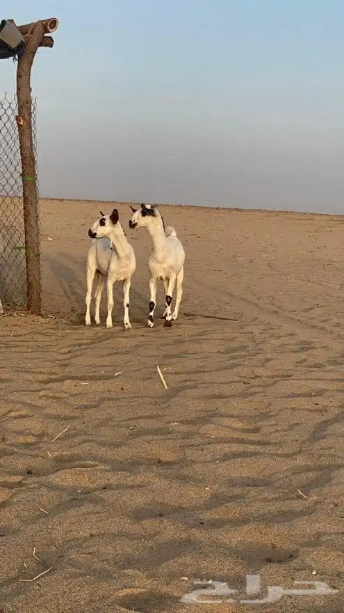 معزا بيشيه صنف الصنف 2