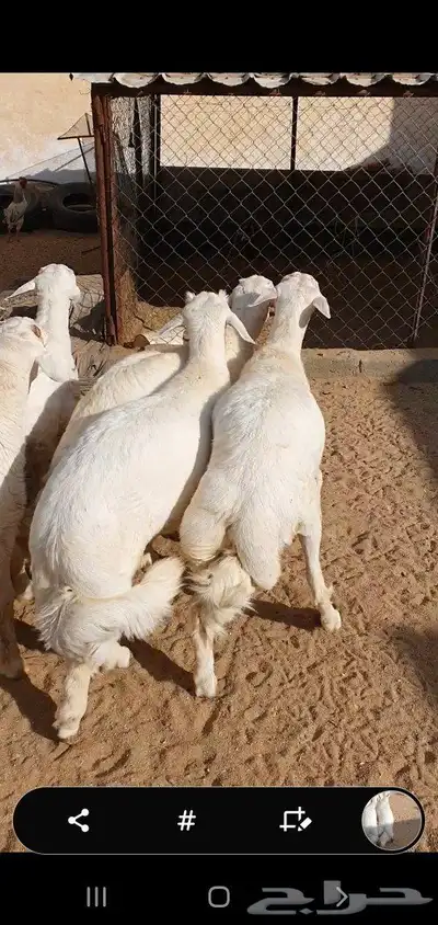 خرفان وتيوس مناسبات احدرفيده مقابل ثانوية صفوان 0