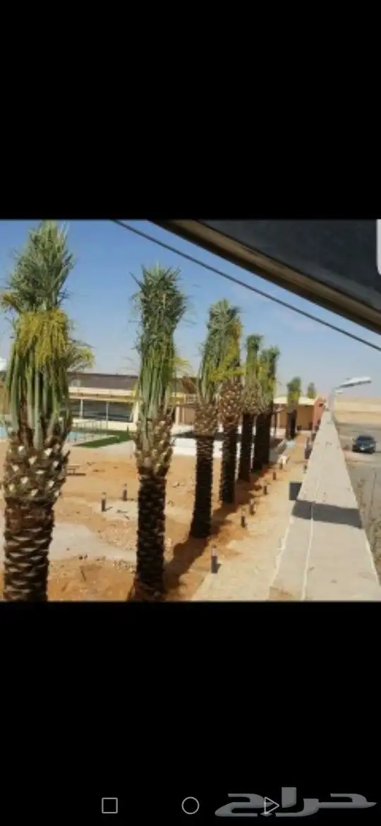أعمال النخيل 1