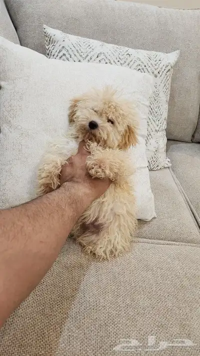 كلب بودل صغير Toy Poodle 0