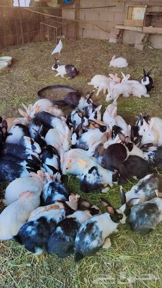 السلام عليكم عندي ارانب للبيع سليمه من الامراض ومشروطه 0