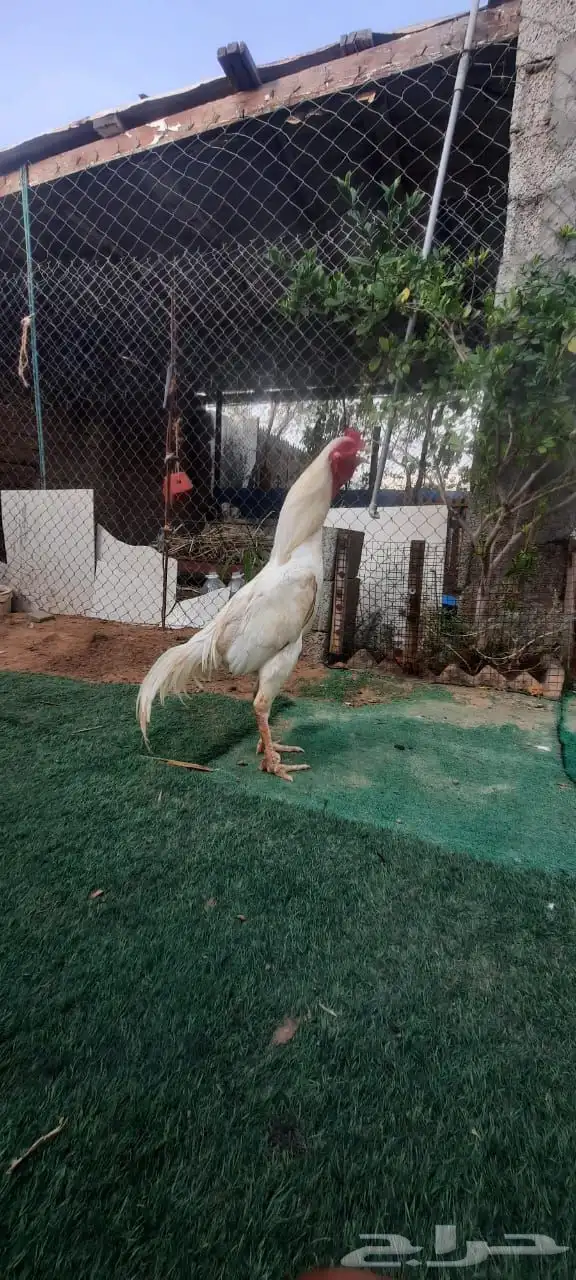 ديك باكستاني 4