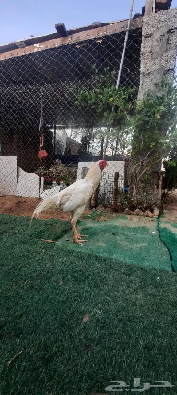 ديك باكستاني 1