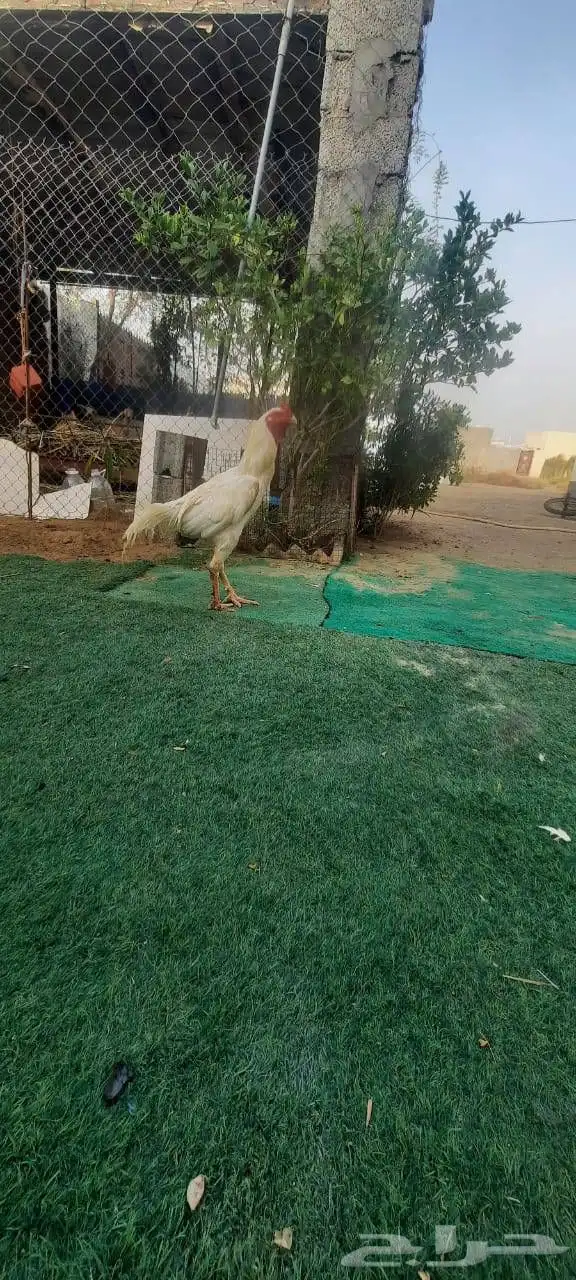 ديك باكستاني 0