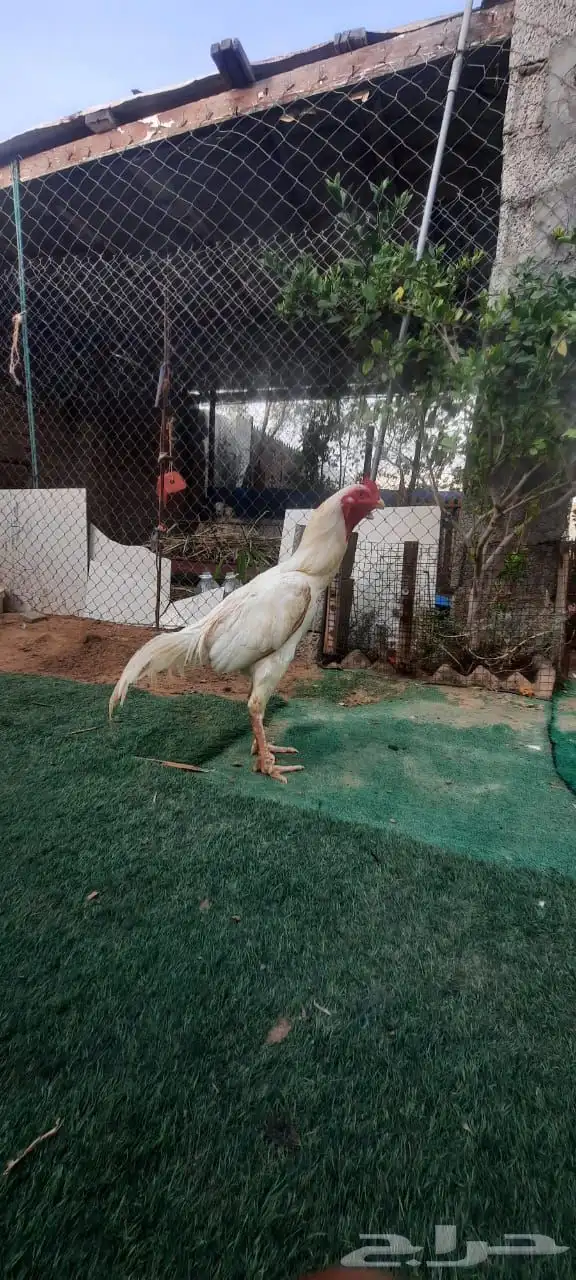 ديك باكستاني 3