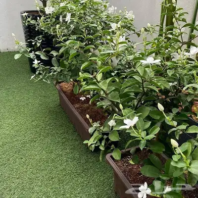 تنسيق حدائق جده مكه 9