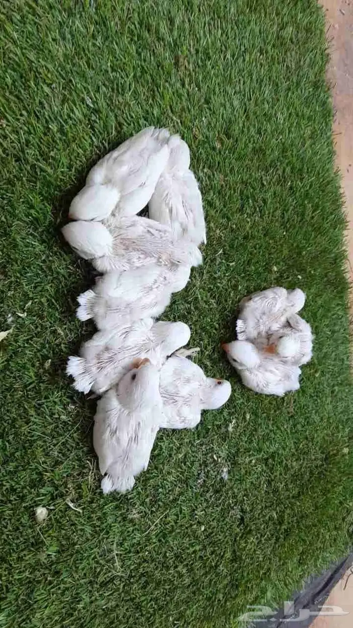 روز فروخ روز البينو غر 9