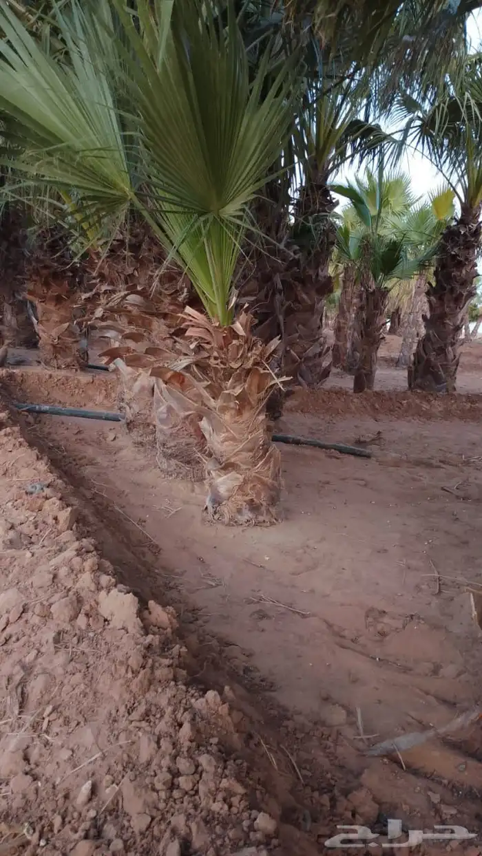 يوجد لدينا جميع انواع النخيل المثمرة وزينه اتواصل 3