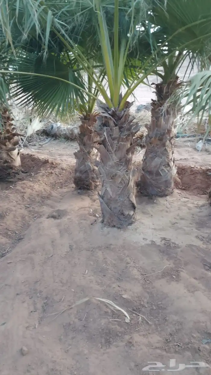 يوجد لدينا جميع انواع النخيل المثمرة وزينه اتواصل 4