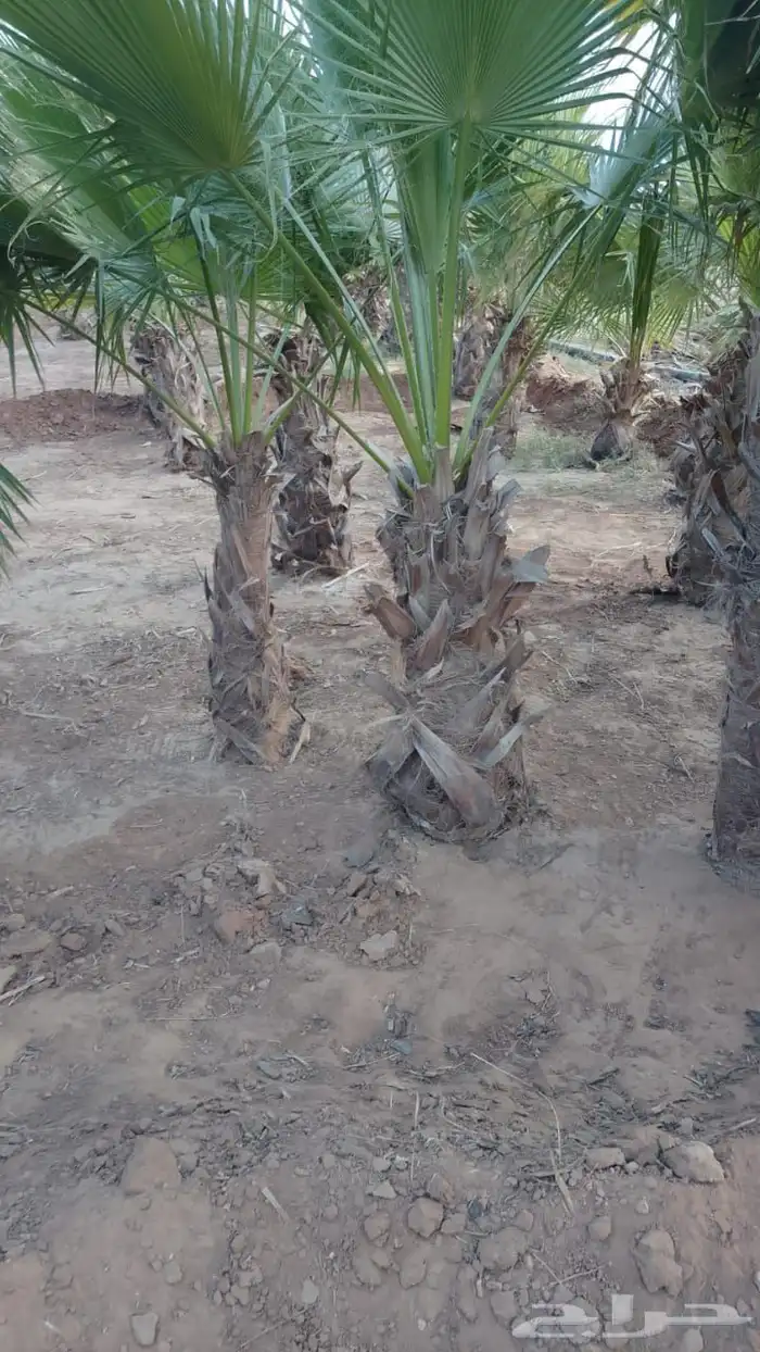 يوجد لدينا جميع انواع النخيل المثمرة وزينه اتواصل 2