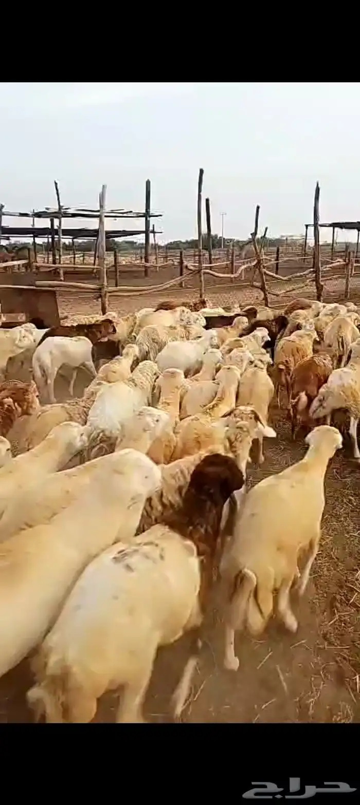 كباش دنكلي مرباء فل 0