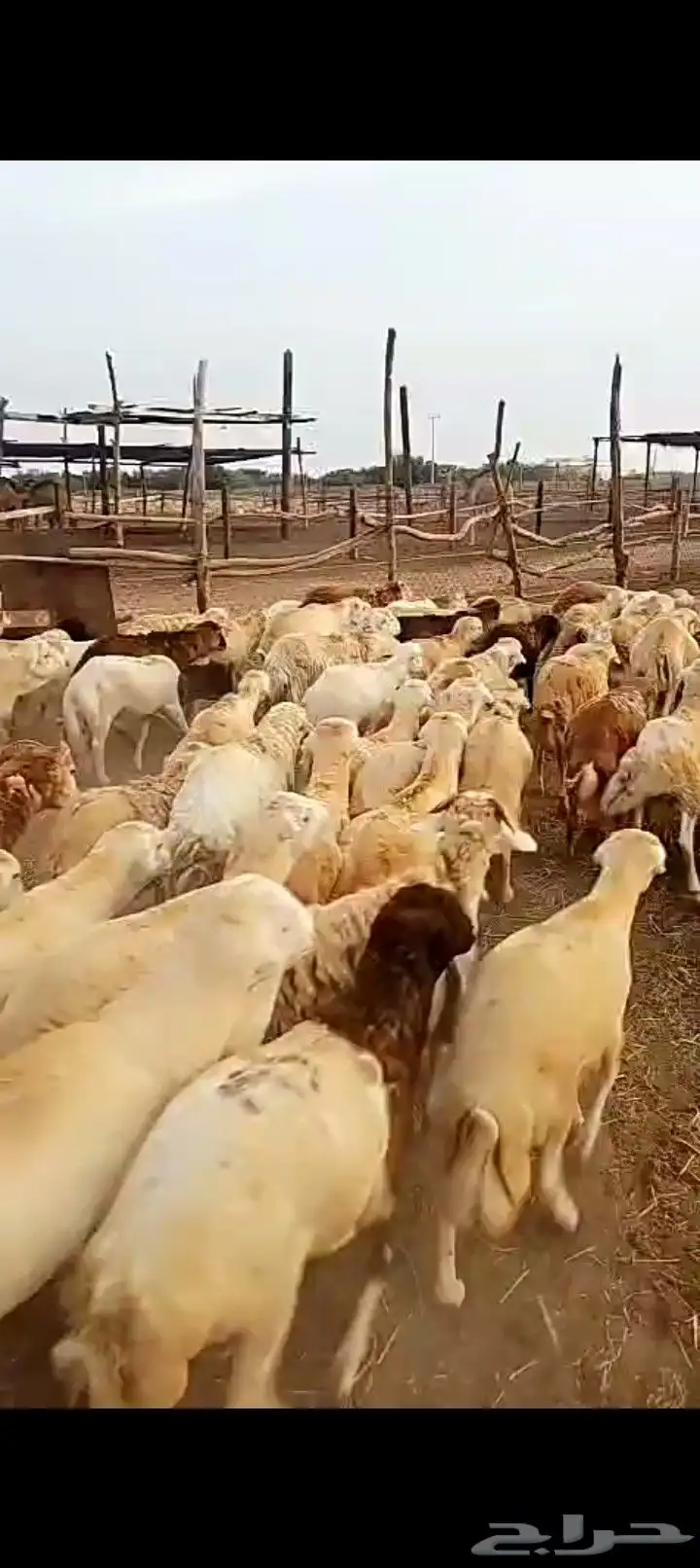 كباش دنكلي مرباء فل 0