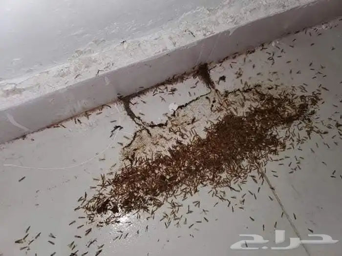 شركه مكافحه حشرات بجده وخدمات تنظيف 1
