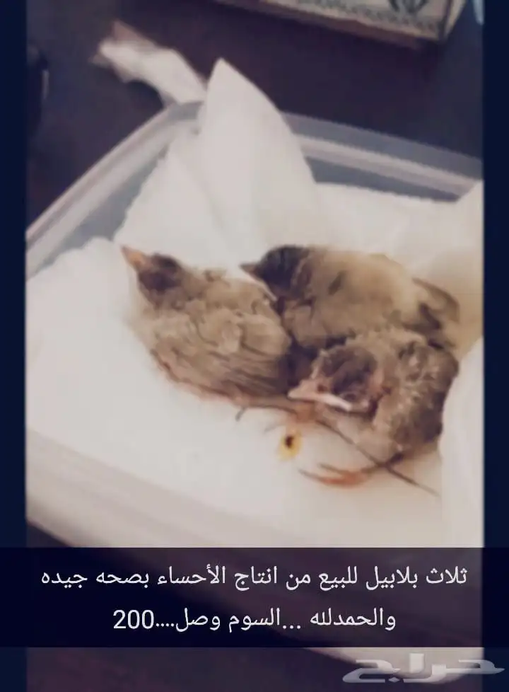 حراج الطيور 0