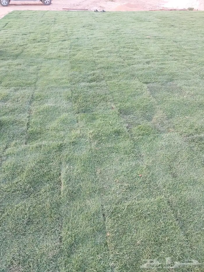 بيع جميع أنواع الثيل الانجيلة 2