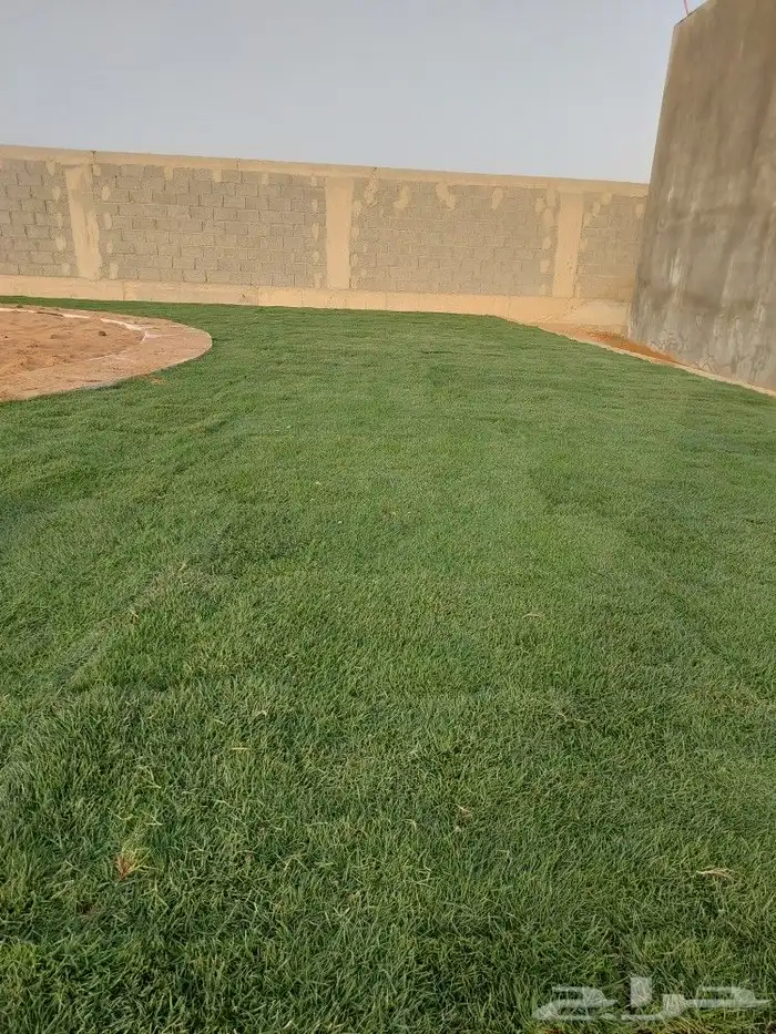 بيع جميع أنواع الثيل الانجيلة 0