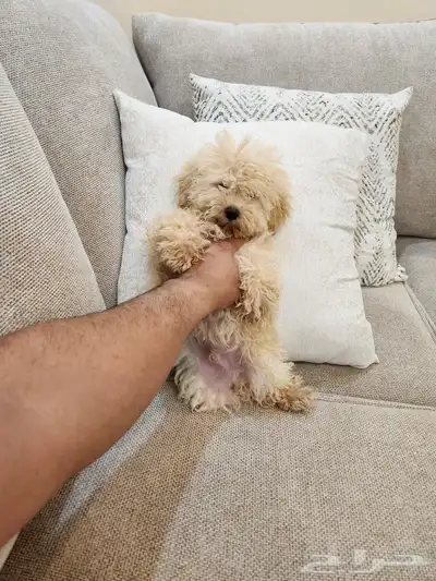 كلب بودل صغير Toy Poodle 3