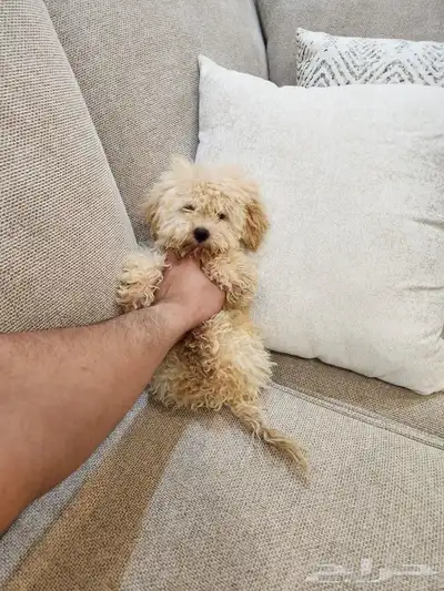 كلب بودل صغير Toy Poodle 4