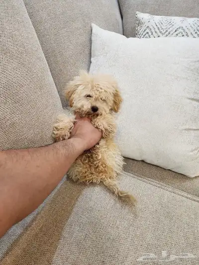 كلب بودل صغير Toy Poodle 1