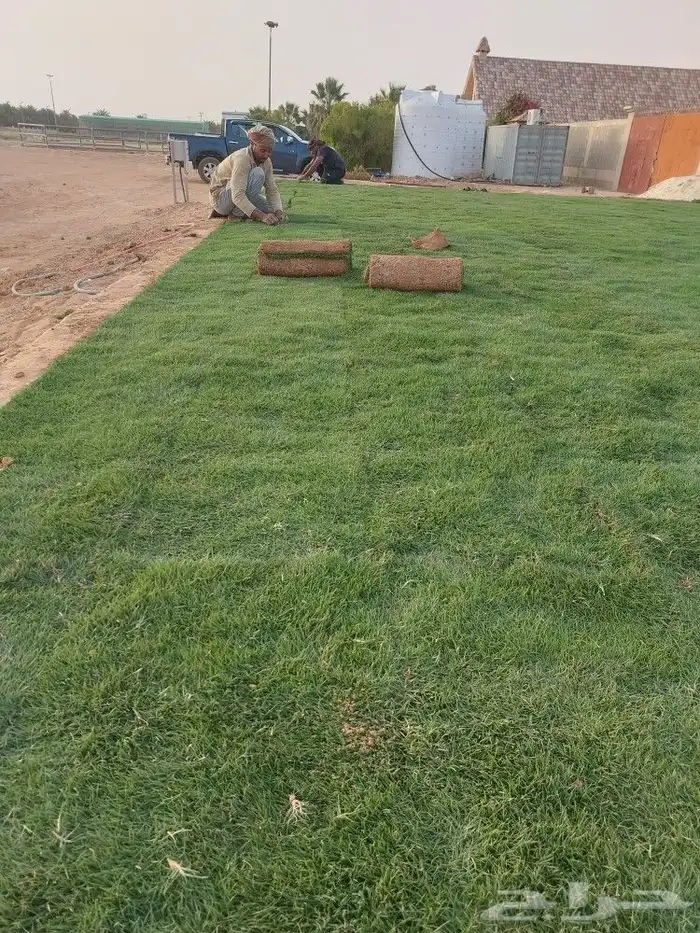 بيع جميع أنواع الثيل الانجيلة 1