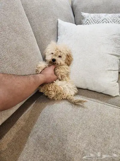 كلب بودل صغير Toy Poodle 2