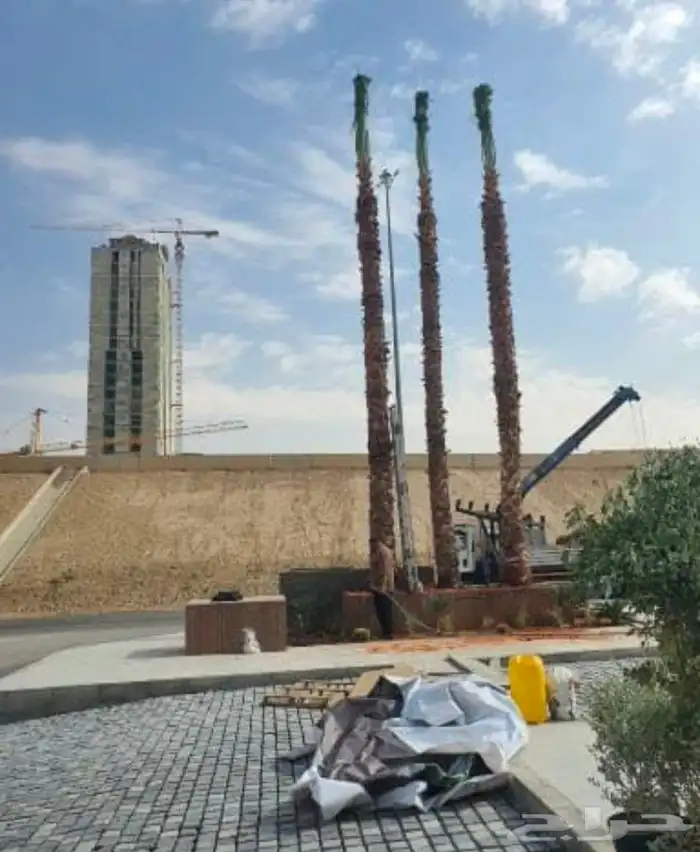 نخل واشنطن زينه امريكي 9