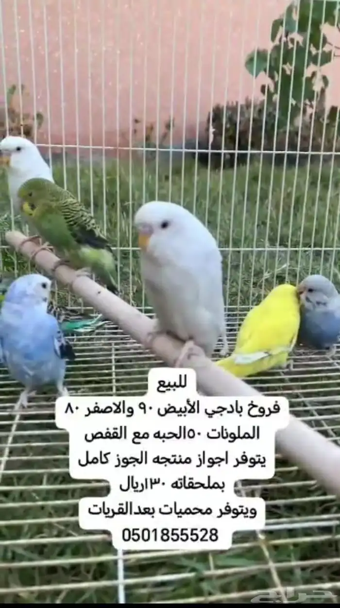 فروخ مع قفص الفرخ الأبيض 90ريال الحبه والاصفر 80 0