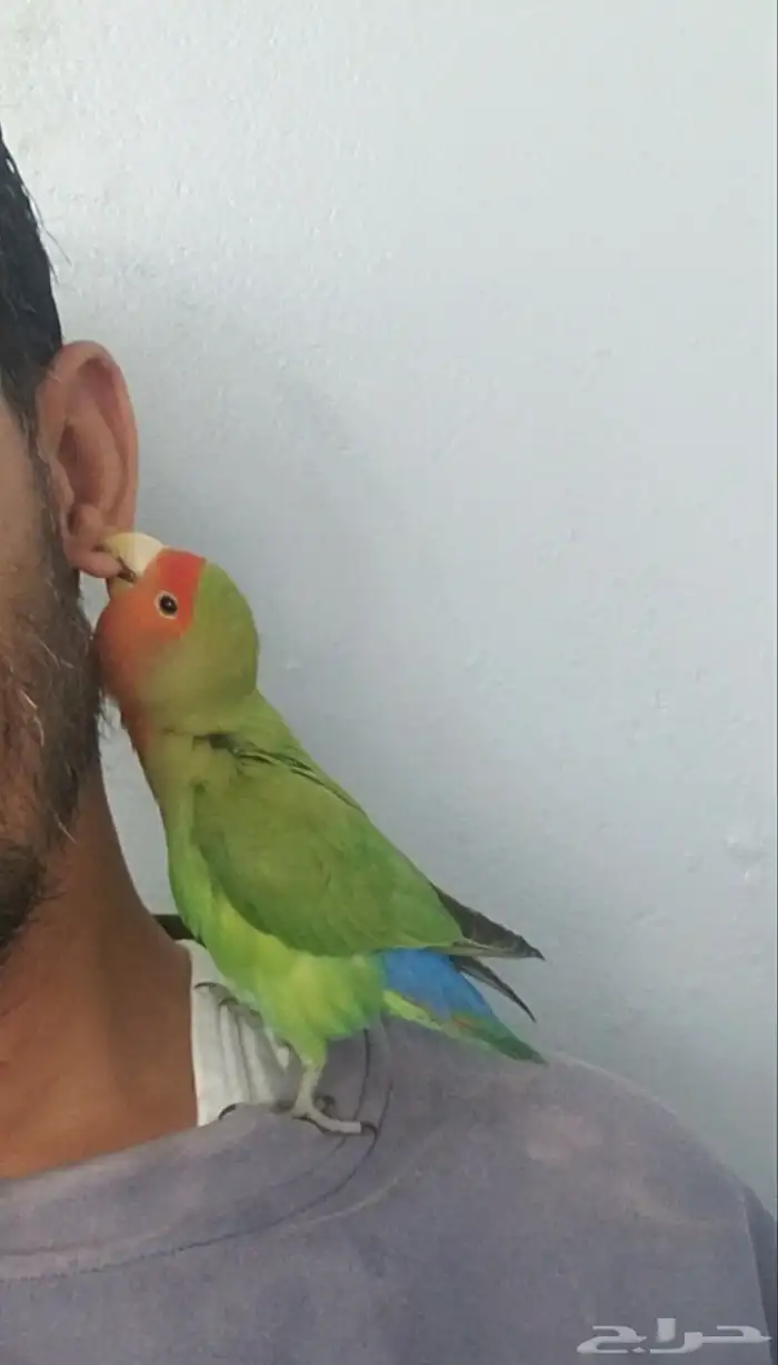 ببغاء صغير للبيع 0