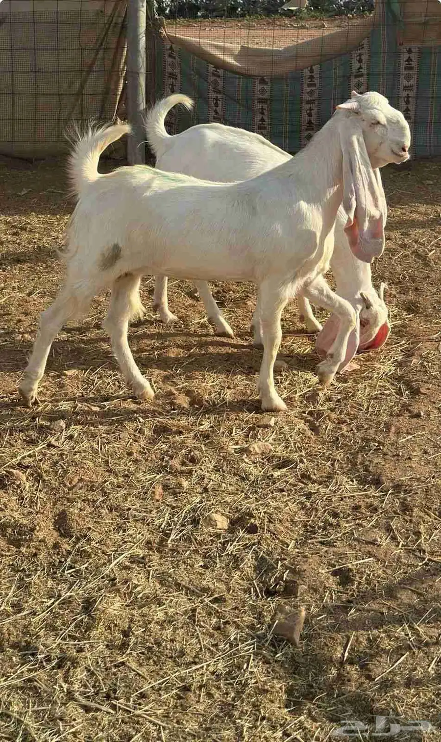 معزاء بيض فواخر 2