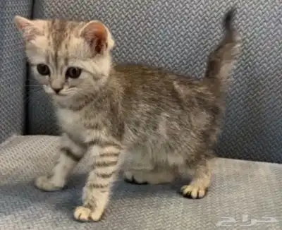 سكوتش ستريت سلفر ns11 1