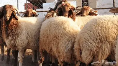 جزار اضحيه العيد بالمنطقة الشرقية 1