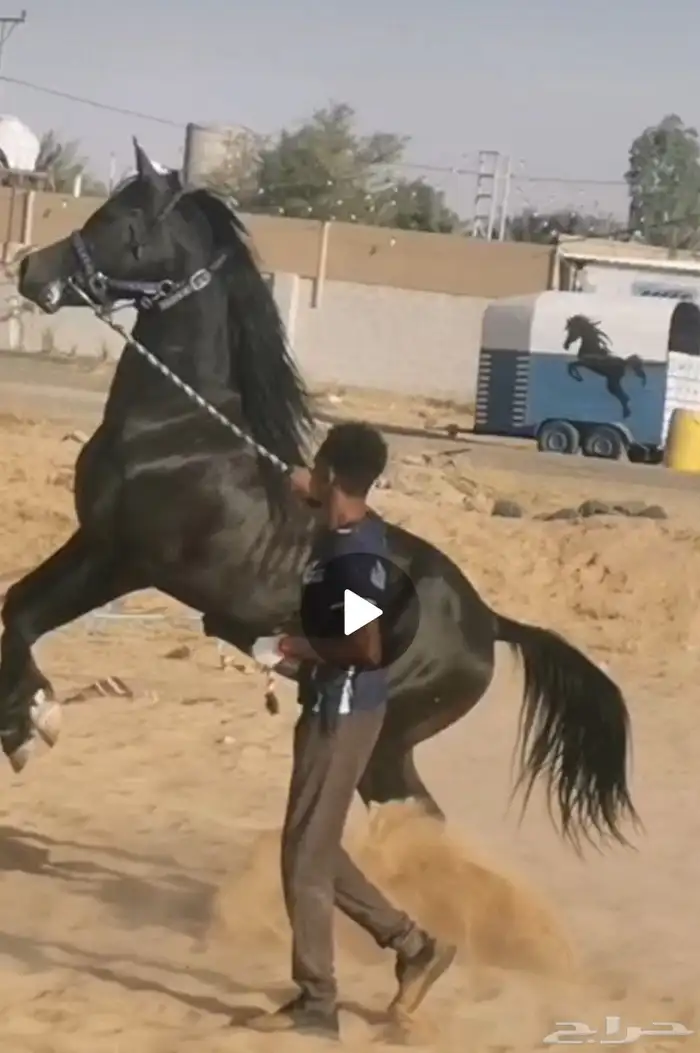 حصن أبطال متاح للتشبيه ببريدة 0