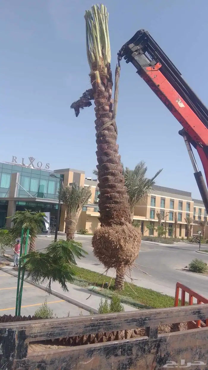 توريد جميع النخل العربي والنخل الزينه لجميع مقاساته 3