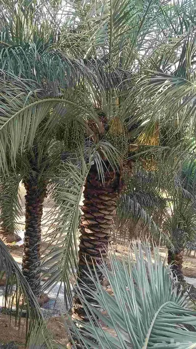 نخل عربي 3
