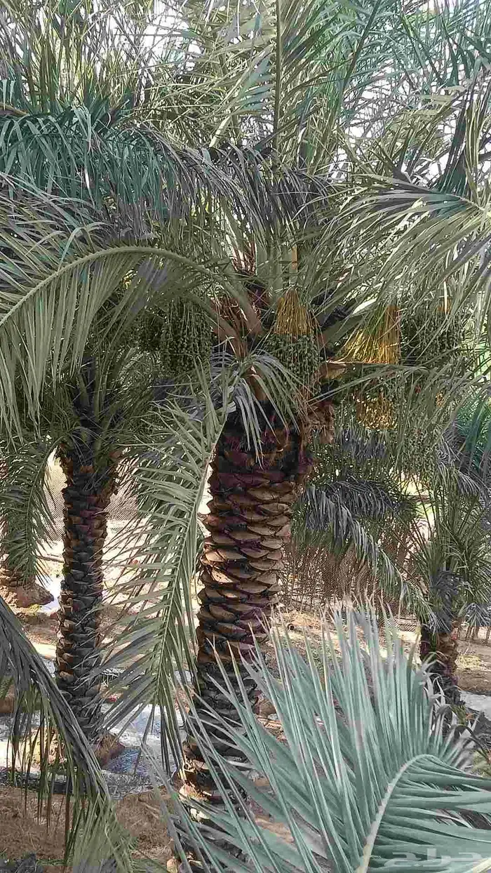 نخل عربي 3