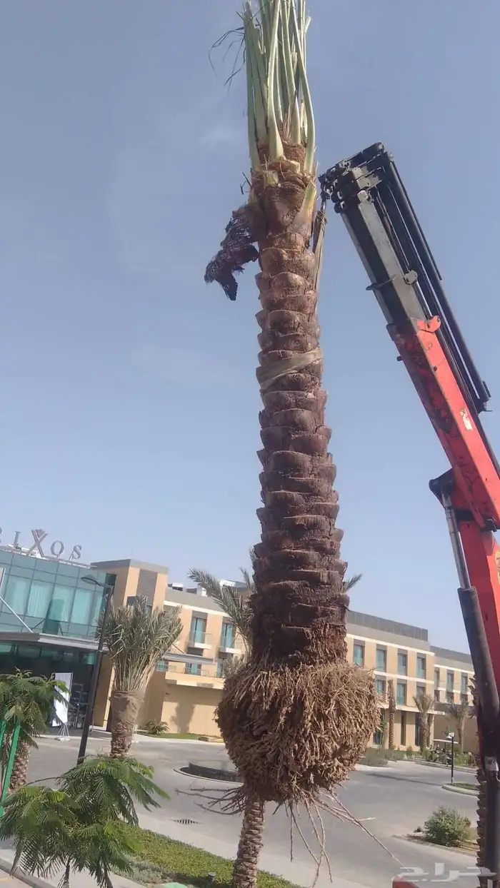 توريد جميع النخل العربي والنخل الزينه لجميع مقاساته 0