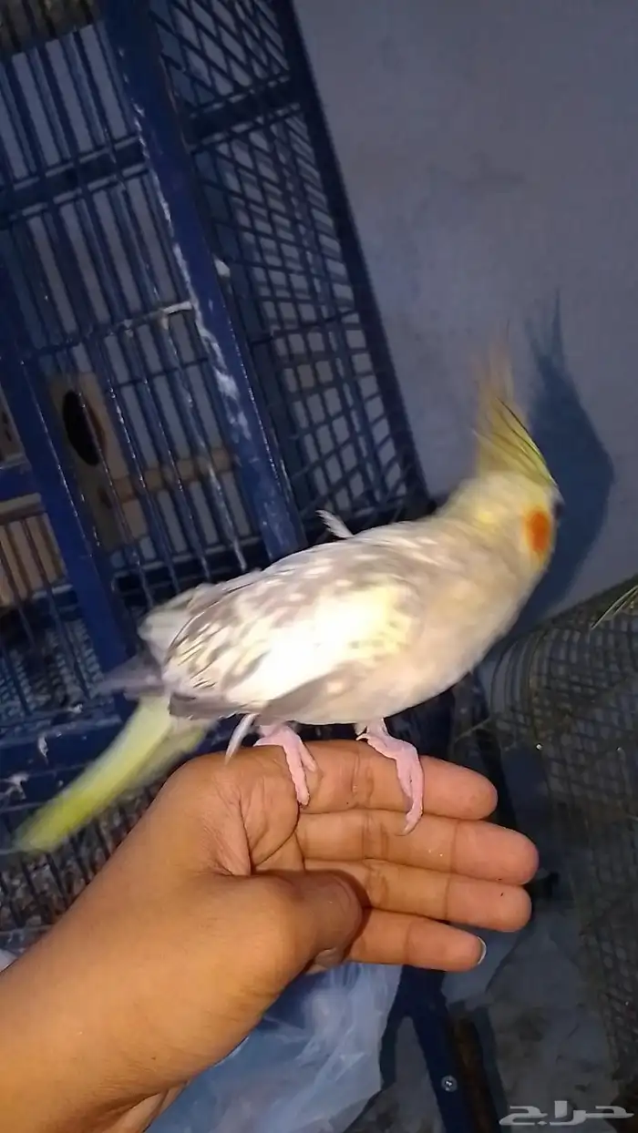 طير انثى كروان 1