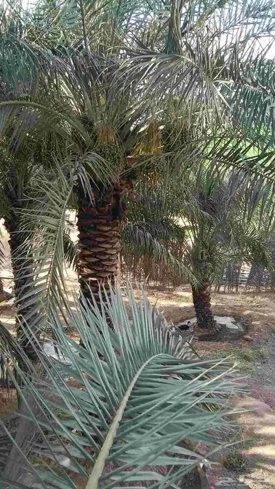 نخل عربي 4