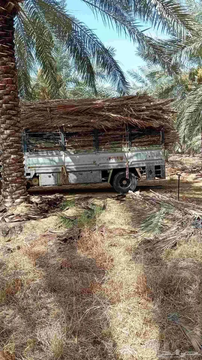 سعف نخل للبيع مع التوصيل 3